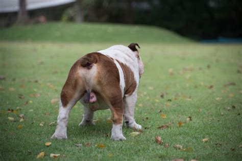 犬 ちんこ 赤い|赤いチンチンが引っ込みません。 